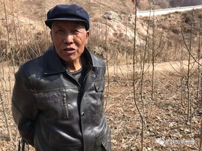 什川老果農魏興素老驥伏櫪 八十高齡仍能登梯剪樹精神抖擻