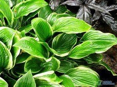 小花與昆蟲(chóng)