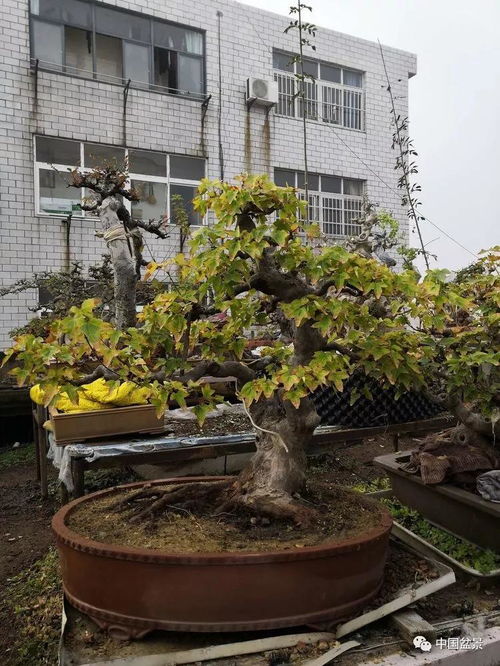 老驥伏櫪寫(xiě)春秋